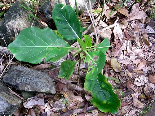 Atractocarpus stipularis